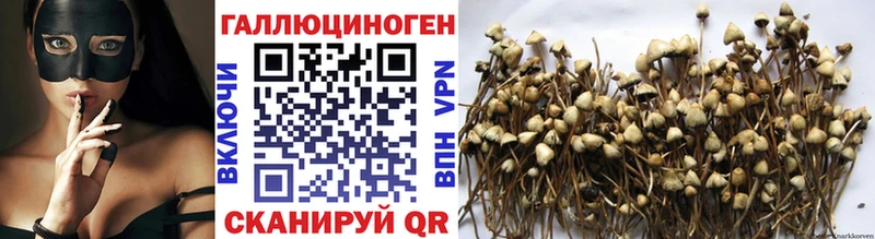 купить наркоту  Дубовка  Галлюциногенные грибы Cubensis 